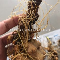 Sâm Ngọc linh củ tươi (Loại 4)