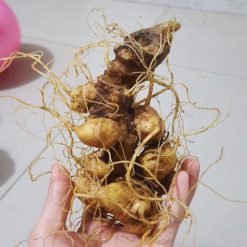 Sâm Ngọc linh củ tươi (Loại 5)