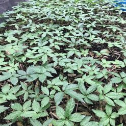 Cây con Sâm Ngọc linh (1 năm tuổi)