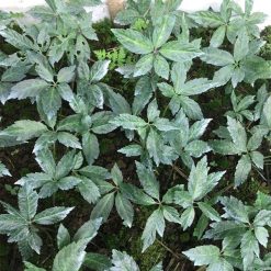 Cây con Sâm Ngọc Linh ( năm tuổi)