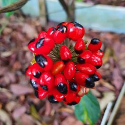 Hạt giống Sâm Ngọc Linh